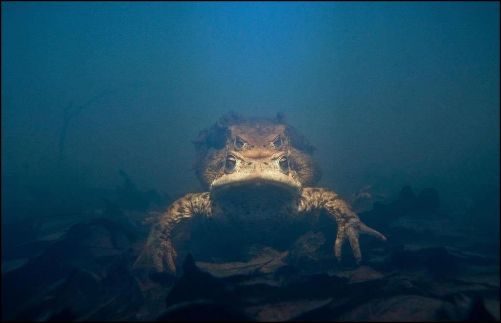 December Barna varangy/bufo bufo (Fotó: Potyó Imre) A szakmai programok mellett számtalan természettudományos, irodalmi vagy akár ezekhez kapcsolódó zenei ismeretet is terjesztünk vidám