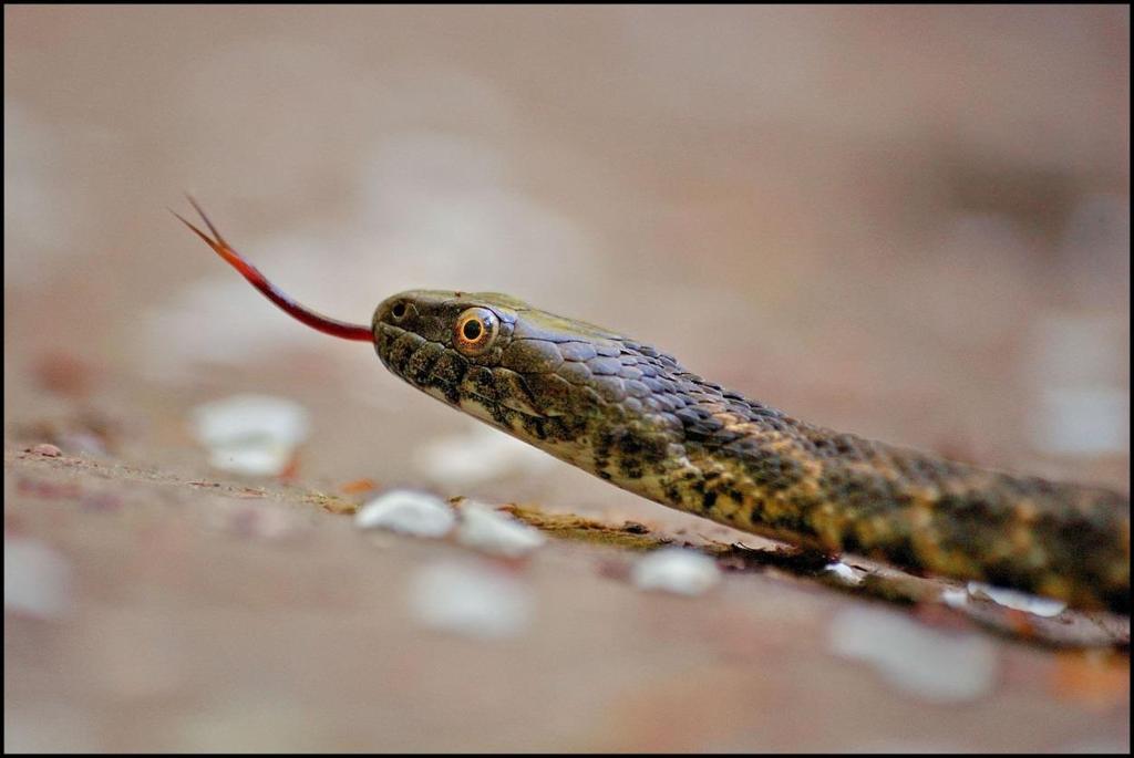 Február Kockás sikló/natrix tessellata (Fotó: Potyó Imre) A Varangy Akciócsoport Egyesület 1986 óta foglalkozik a hazai kétéltűek és hüllők védelmével, kutatásával és az ehhez kapcsolódó