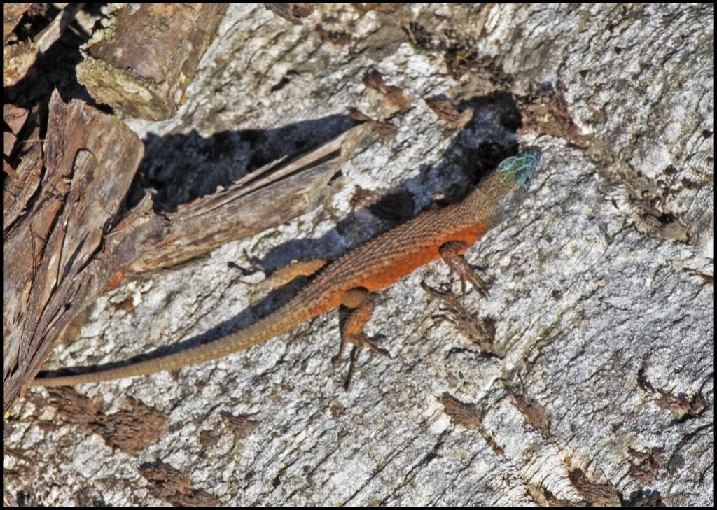 Július Fekete éleshátúgyík/algyroides nigripunctatus (Fotó: Tóth Mihály) A Varangy Akciócsoport Egyesület tagjai a nemzetközi színtéren is aktívak.