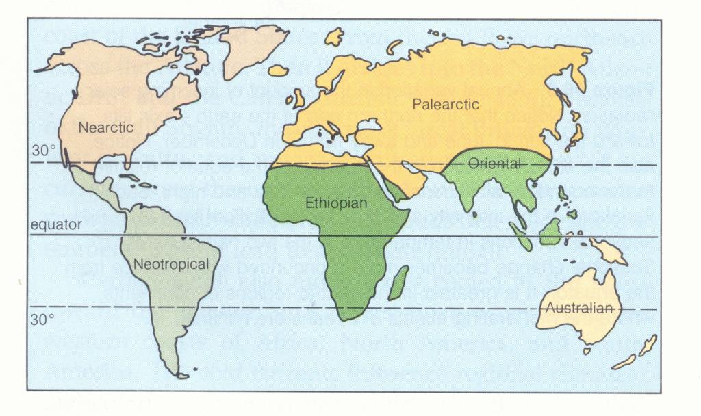 A Föld florisztikai felosztása FLÓRABIRODALMAK Holarktikus Paleotrópikus Neotrópikus