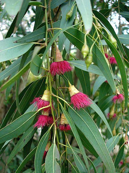 AUSTRALIS -