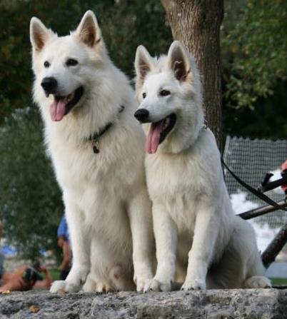 A SVÁJCI FEHÉR JUHÁSZKUTYA A fajta leírása, története A Berger Blanc Suisse (BBS) 2003.