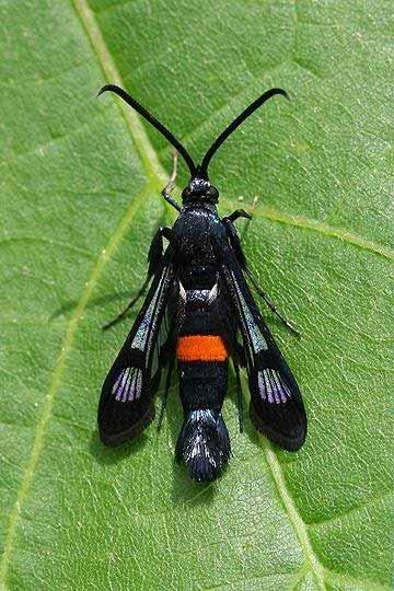 Almafaszitkár - Synanthedon myopaeformis Borkhausen A lepke testhossza 10-12 mm, szárny-fesztávolsága 12-22 mm. Szárnyfelületének nagy része pikkelytelen, áttetszœ, peremén aranysárga rojtot visel.