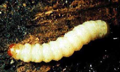 a rákos kéregelhalást okozó Nectra galligena sebparazita gomba. A feromoncsapdát 1,5-2 m magasan, lehetœleg lombos ágra akasszuk. A csapdázás megkezdésének idœpontja május eleje.
