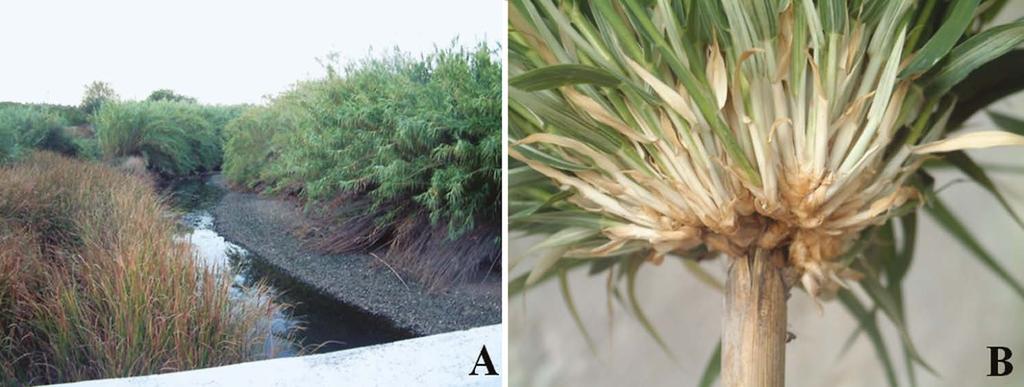 7. Biogenerációs növények kutatása a Debreceni Egyetemen és mításba, mert az évenkénti talajművelés lerontja a CO 2 -megkötést.