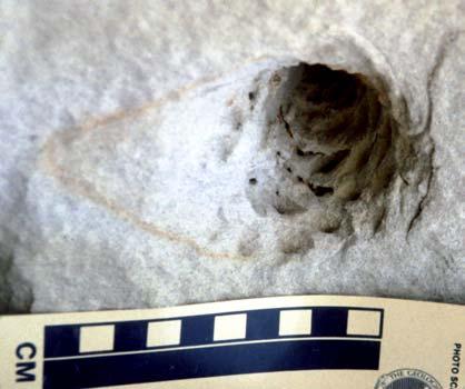 Csillag: Földtani természetvédelmi értékelés 21 sok során Diszel mellett, a Hajagos Ny-i tövében lévő felhagyott homokbányában 10-15 cm-es tobozok lenyomatát találtuk (4. ábra)