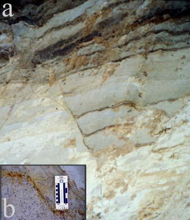A bánya nyugati falán látható szerkezeti elemek szinszediment mozgásokra utalnak, mivel a rétegsor felső szakaszában szétágazva elhalnak (10a-c. ábra). 10a-c. áb- ra. Szinszediment(?