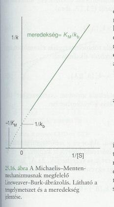 A teljes sebességi egyenlet linearizálható a övetez alaba: d [ P] [ E] 0[ S] K [ S] M + v K M +.