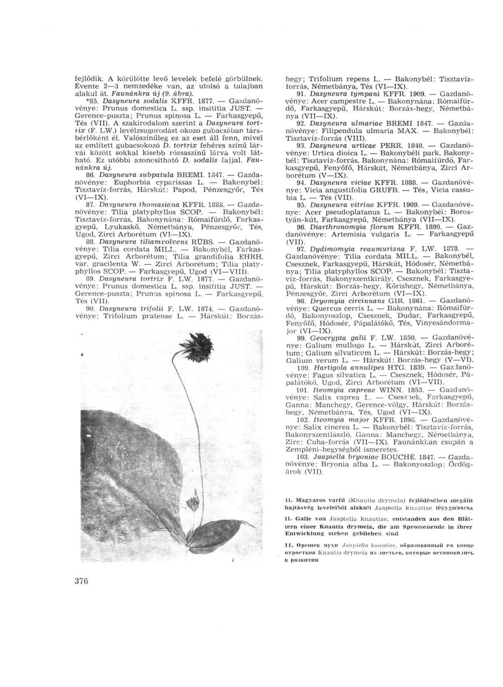 fejlődik. A körülötte levő levelek befelé görbülnek. Évente 2 3 nemzedéke van, az utolsó a talajban alakul át. Faunánkra új (9. ábra). *85. Dasyneura sodalis KFFR. 1877.