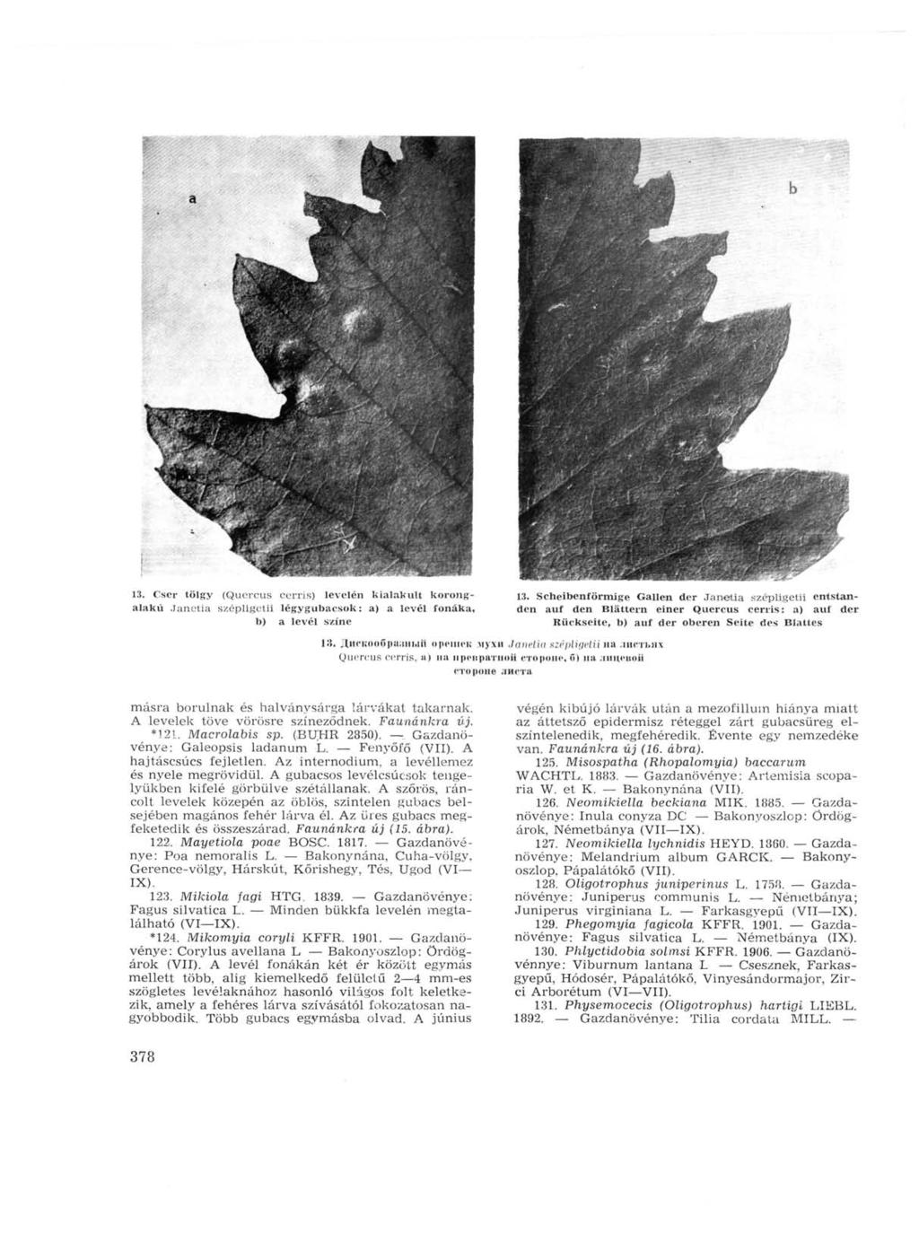 13. Cser tölgy (Qucrcus ccrris) levelén kialakult korongalakú Janetia szépligctii légygubacsok: a) a levél íonáka, b) a levél színe 13.