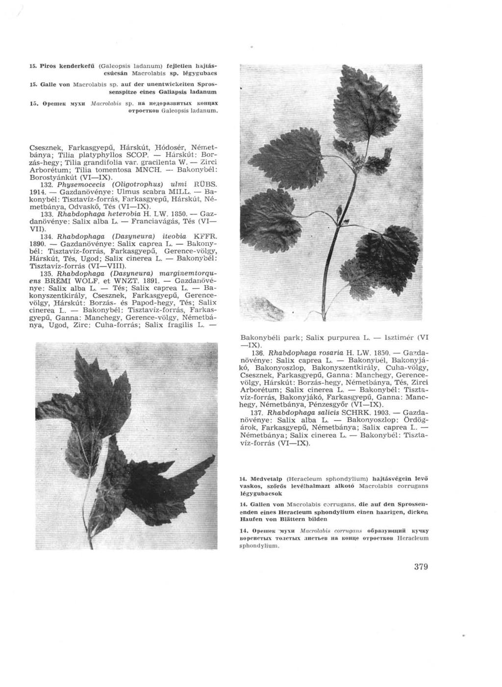 15. Piros kenderkefű (Galeopsis ladanum) fejletlen hajtáscsúcsán Macrolabis sp. légygubacs 15. Galle von Macrolabis sp. auf der unentwickelten Sprossenspitze eines Galiapsis ladanum 15.