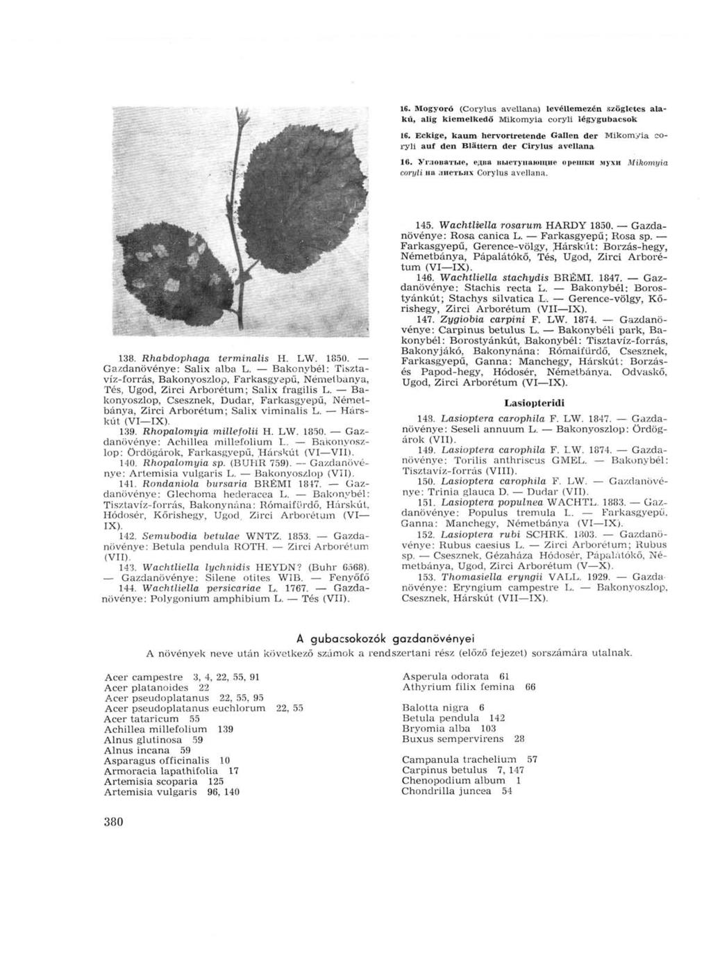 16. Mogyoró (Corylus avellana) levéllemezén szögletes alakú, alig kiemelkedő Mikomyia coryli iégygu bacsók 16.
