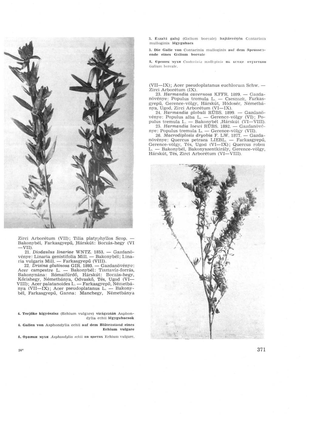 3. Északi galaj (Galium boréale) bajlásvégén Contarinia mulloginis légygubacs 3. Die Galle von Contarinia mulloginis auf dem Sprossenende eines Galium boréale 3.