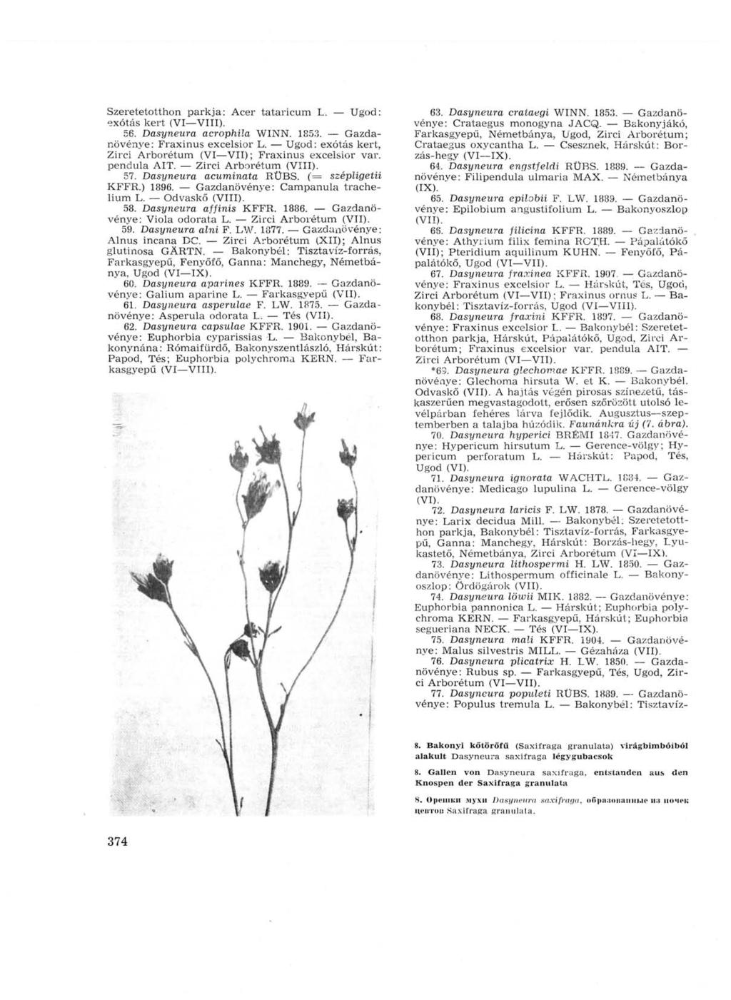 Szeretetotthon parkja: Acer tataricum L. Ugod: exótás kert (VI VIII). 56. Dasyneura acrophila WINN. 1853. Gazdanövénye: Fraxinus excelsior L.