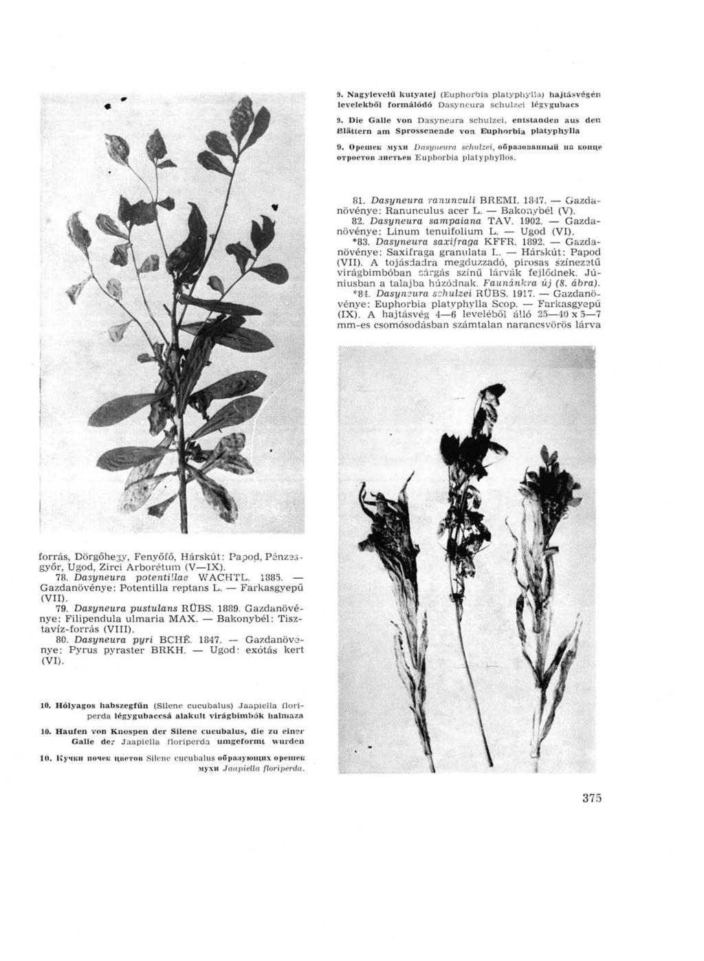 9. Nagylevelu kutyatej (Euphorbia platyphylla) hajtásvégén levelekből formálódó Dasyneura schulzei légygubacs 9.