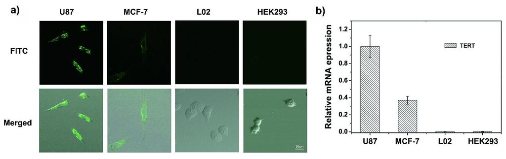 Sejtes vizsgálatok Különböző sejtek vizsgálata U87 (human malignant glioma cells) és MCF-7 (human breast cancer cells) rákos sejtek L02 (human hepatocytes) és HEK293