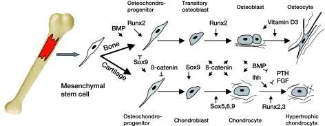7. Csontfejlődés: a kövületektől a génhálózatig Míg az oszteoblasztok (csontépítő sejtek) és kondrociták (porcsejtek) kötőszöveti őstől származnak, az oszteoklasztok (csontfaló sejtek)