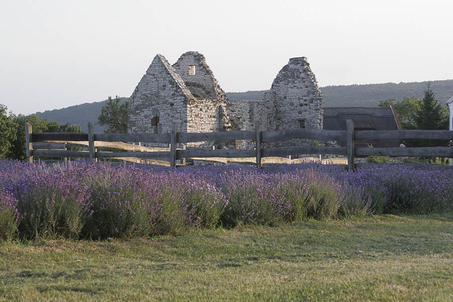 A biogazdaságunkban termesztett kétféle levendula (Lavandula angustifolia vagy orvosi levendula, és Lavandula x intermedia vagy hibrid levendula) virágából, nagy gondossággal készítjük a LEVENDÁRIUM