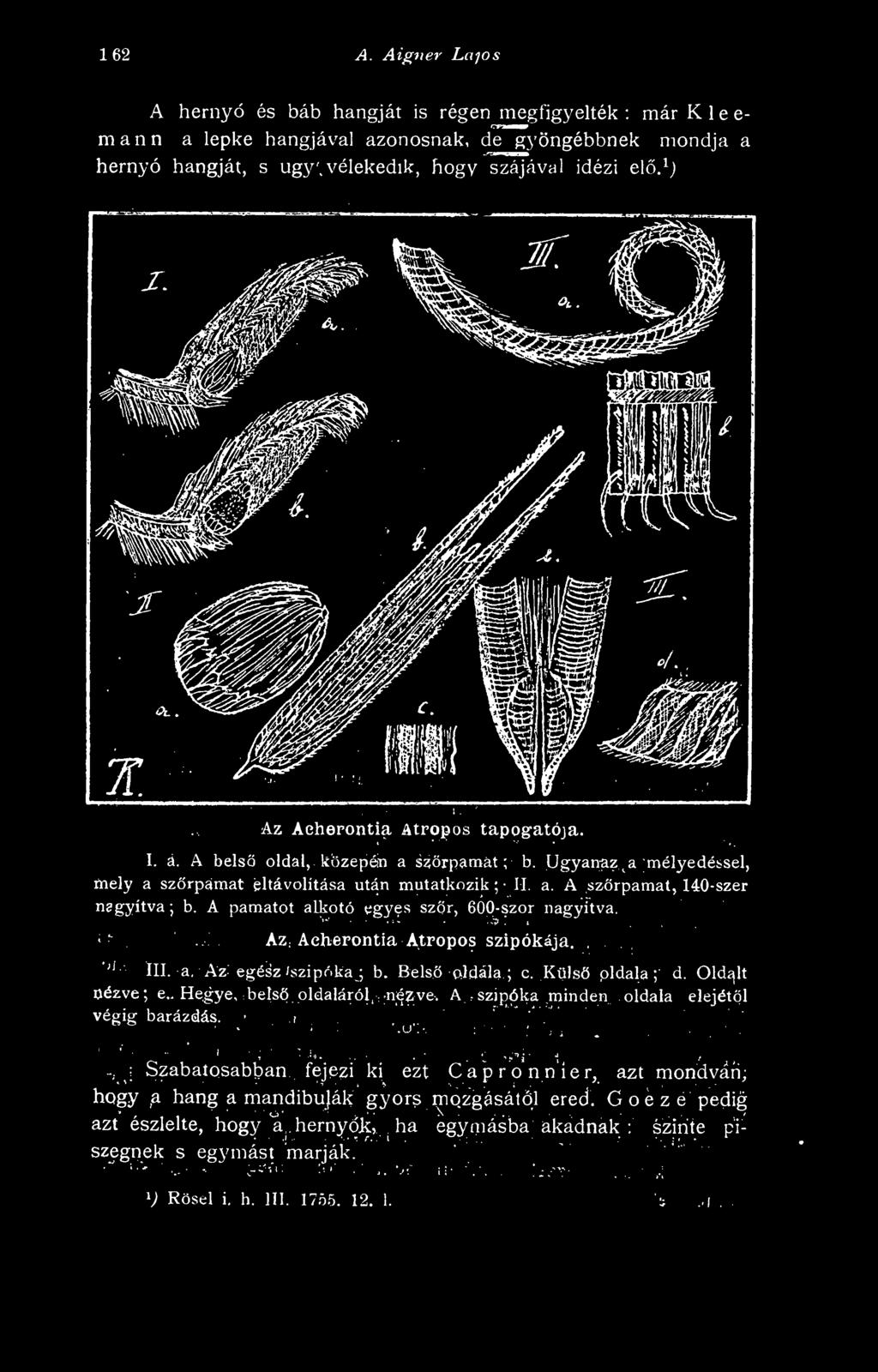 A pamatot alkotó egyes szr, 60p-szor nagyítva. '.:'.:., Az. Aeherpntia Atpopos szipókája '''' lll. a. Az: egész /szipóka ; b. Bels oldala ; c.