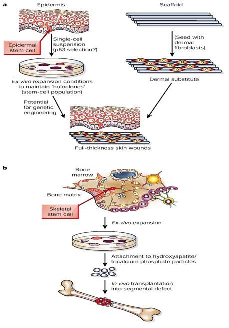 SZÖVETI ŐSSEJTEK ADULT STEM CELLS SOMATIC STEM CELLS iss, Kovács et al. Veronika S.