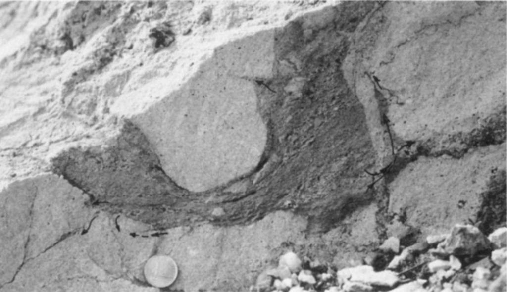 the diagenesis of the limestone 2.