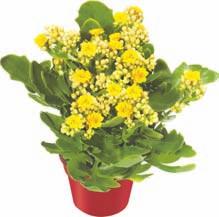 Pulpa groasă, cărnoasă, gălbuie-albicioasă, suculentă, slab aromată este neaderentă la sâmbure.