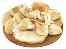 Ciupercile Pleurotus includ în compoziţie substanţe precum lovastatinul (2.