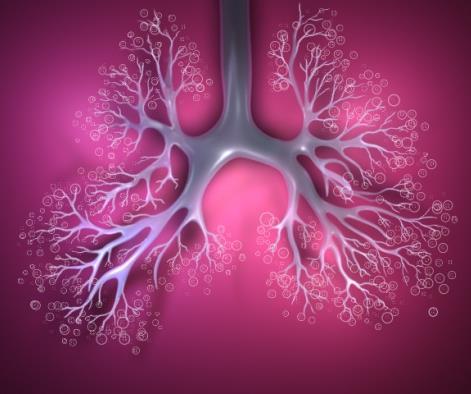 terhességi héten megtalálhatók az alveolusok, azok csak a 36. hétre jelennek meg tüdőszerte mindenütt.