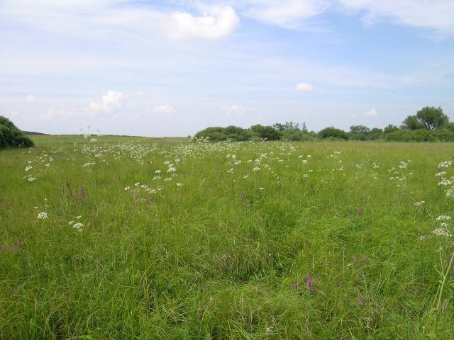 (HUHN20040)