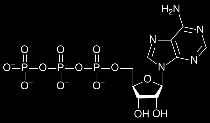 ATP szerkezete ATP=adenozin-trifoszfát adenin γ