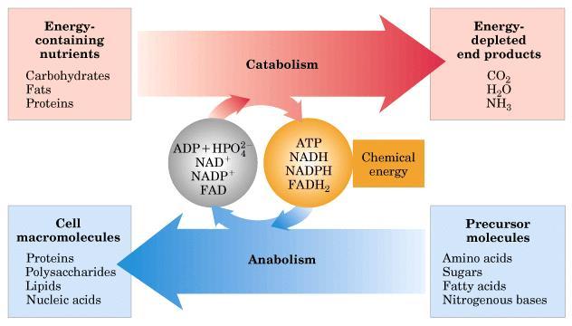 Metabolikus utak KATABOLIZMUS: azok a reakciók, melyek során energia keletkezik pl.: makromolekulák lebontása.lebontó folyamatok.