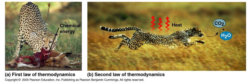 A metabolizmus termodinamikája A termodinamika I. főtétele: az energia a termodinamikai folyamatok során átalakulhat, de nem keletkezhet és nem veszhet el. Energiamegmaradás. A termodinamika II.