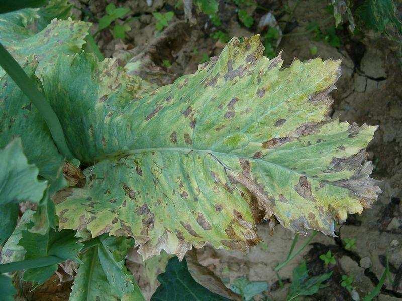 Növényvédelem, növényápolás II. Betegségek: Talajlakó gombák (Helminthosporium, Pseudomonas, Fusarium, Alternaria spp.