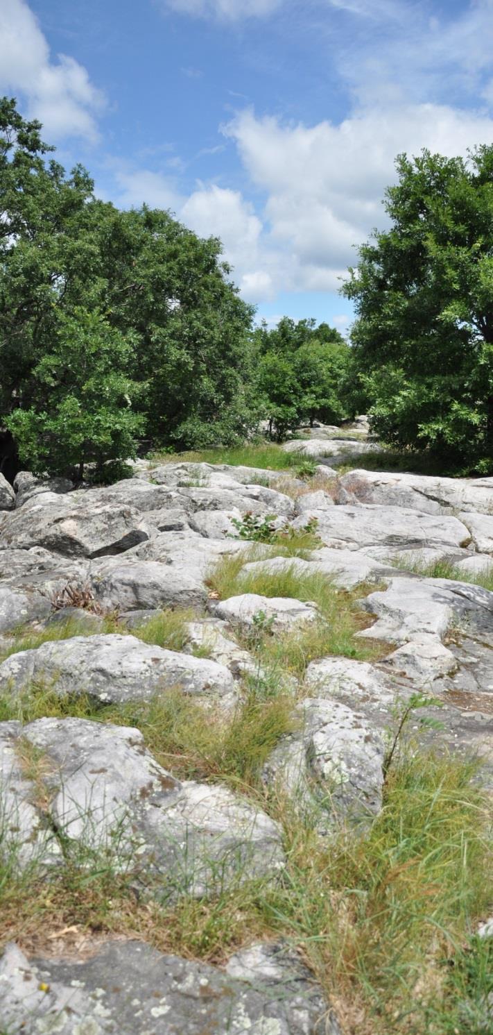 Balaton-felvidéki Nemzeti Park (1997) Részterületek Káli-medence Kimagasló botanikai értékei a láprétek. A Köveskáltól Ny-ra elterülő Sásdi-réteken él hazánk legnagyobb lisztes kankalin állománya.