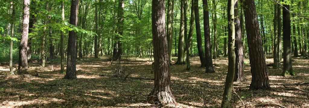 Őrségi Nemzeti Park (2002) Történeti áttekintés A megalakulás körülményei Két évvel korábban, 1976-ban 1916 ha kiterjedésben három vas-megyei valamint három zala-megyei község