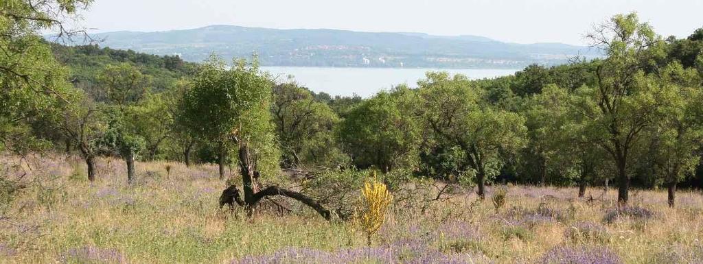 Alapfogalmak Élőhelyvédelmi irányelv Natura 2000 A természetes élőhelyek, valamint a vadon élő állatok és növények védelméről szóló irányelvet (élőhelyvédelmi irányelv), 1992-ben 43/92/EGK számú