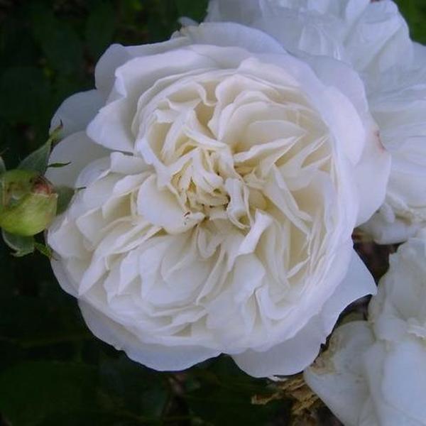 Francis Lewis Riethmuller Rosa Weisse Gruss an