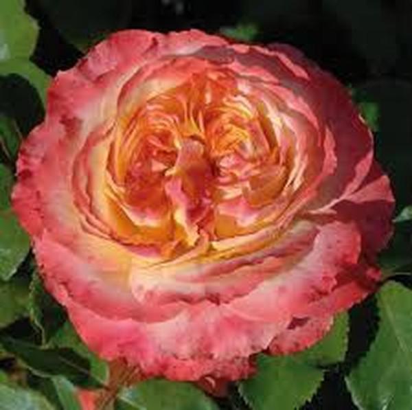 virágágyi floribunda 120 cm nem illatos