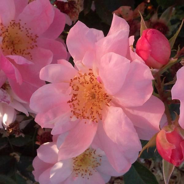tarka virágágyi grandiflora floribunda 100150