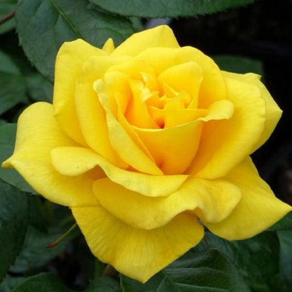 virágágyi grandiflora 120 cm Dominique Massad