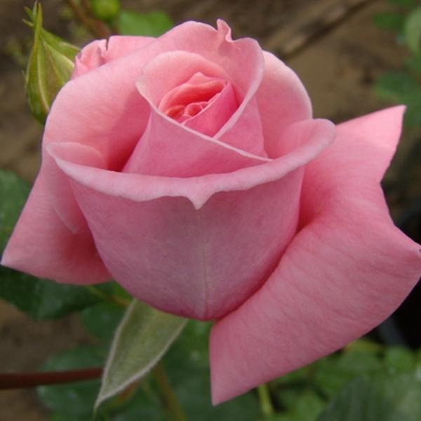 Samuel Darragh McGredy IV Rosa Coral Dawn