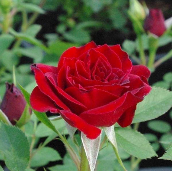 Cocker Rosa Fekete István Bordó