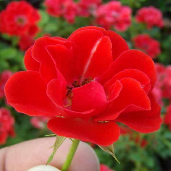 Rosa Tara Allison Narancsvörös