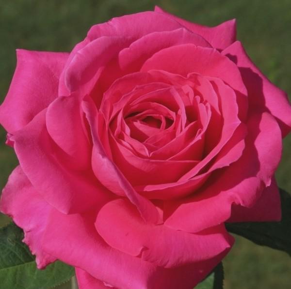 Rosa Miss AllAmerican Beauty Erős szín teahibrid