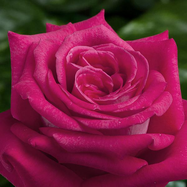 Teahibrid Rosa Agkon Kármin vörös teahibrid