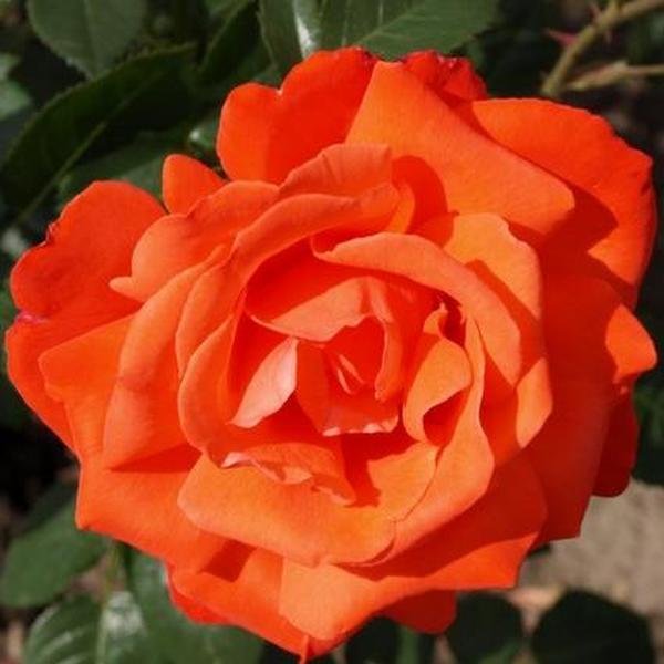 közepesen Dennison Harlow Morey Rosa
