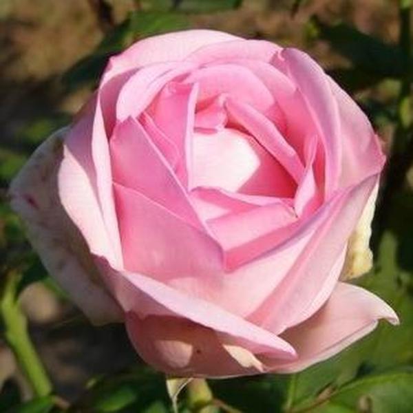 Rosa Madame Maurice de Luze Kárminszín,