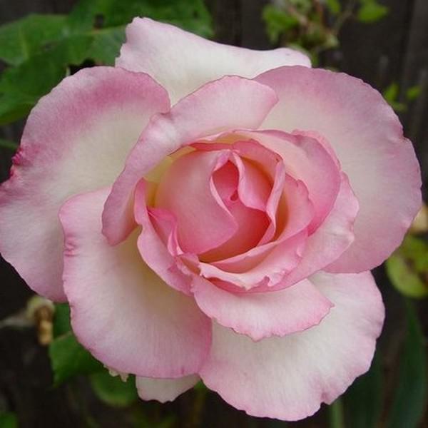 Teahibrid Rosa Tourmaline Fehér, szín
