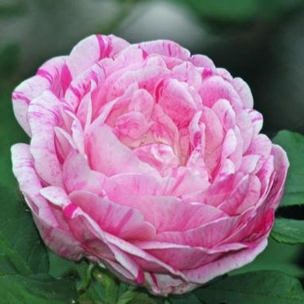 Eugène Turbat & Compagnie Rosa Gipsy Boy