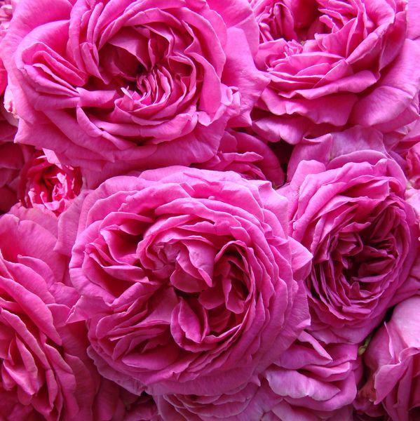 Rosa Madame Alfred Carrière Krém, szín